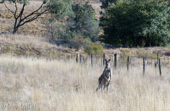 gamta007 Kengūra. Namadži nacionalinis parkas, Australija