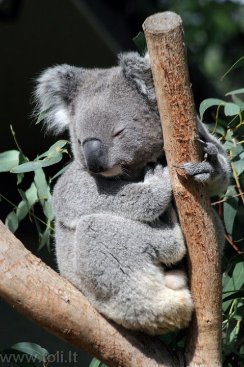 gamta021 Koala Tarongos zoologijos sode (Sidnėjus, Australija)