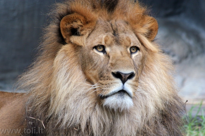 gamta024 Afrikos liūtas Tarongos zoologijos sode