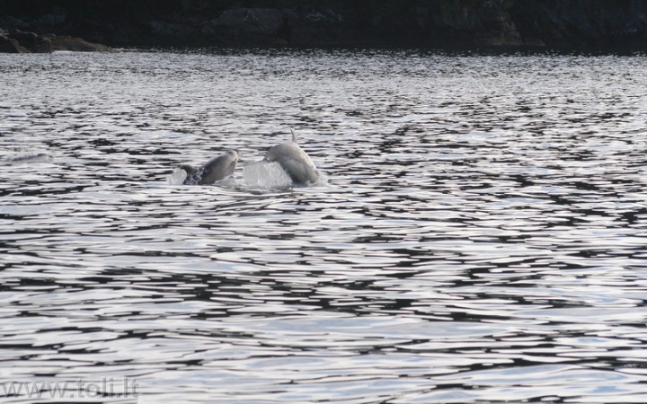 gamta031 Delfinai žaismingai lydi laivą Milfordo fiorde (Naujoji Zelandija)