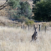 Kengūra. Namadži nacionalinis parkas, Australija