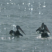 Pelikanai šalia Freizerio salos (Kvinslendo valstija, Australija)