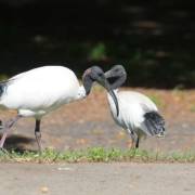 Australijos baltieji ibiai