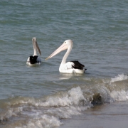 Pelikanai. Harvi Bėjus, Kvinslendo valstija, Australija