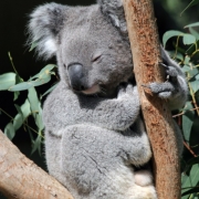 Koala Tarongos zoologijos sode (Sidnėjus, Australija)