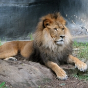 Afrikos liūtas Tarongos zoologijos sode