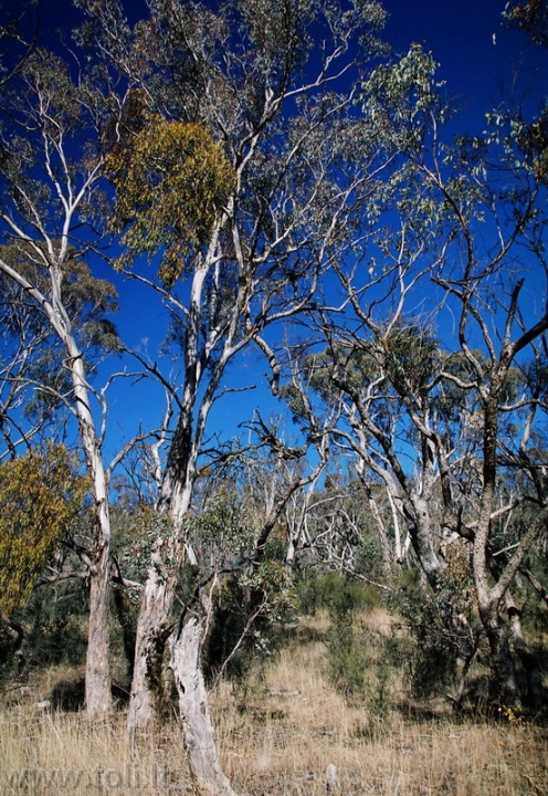 aus033a Namadžio nacionalinis parkas. Tipiški Australijos brūzgynai - „bush“