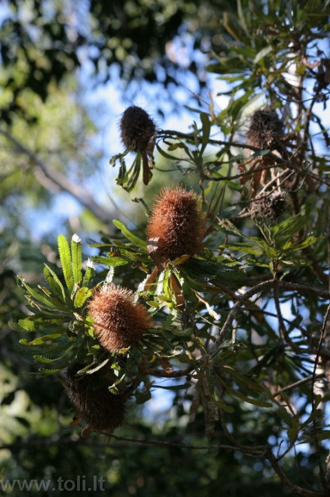 aus049b Tik Australijoje sutinkamo augalo - banksijos - vaisiai