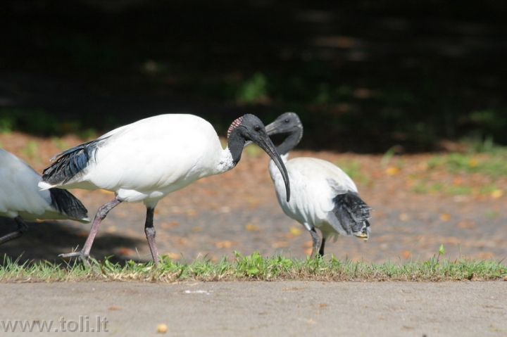 aus051 Australijos baltieji ibiai. Harvi Bėjus, Kvinslendas