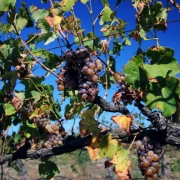 Vėlyvosios „Riesling“ vynuogės „Frog Rock“ įmonėje Madžyje (Naujasis Pietų Velsas) - viename iš naujesnių Australijos vyndarystės regionų
