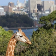 Sidnėjus. Žirafa Tarongos zoologijos sode