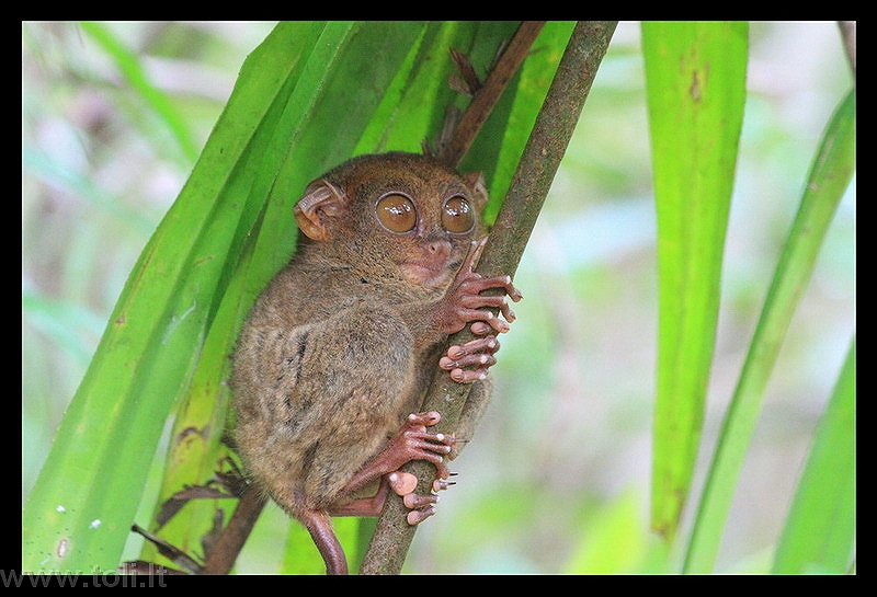 filipinai30 Dar viena unikali Bohol'o ir Filipinų įžymybė - mažiausia pasaulyje 
beždžionėlė tarsjeras (lietuviškas pavadinimas - ilgakulnis). Šie juokingi veikėjai, pagal kuriuos, sako, 
Spielbergas sumodeliavo savo „E.T. Ateivį“, dieną snaudžia apsikabinę medžio 
šaką, o naktį patraukia iš savo rezervato teritorijos ieškoti vabaliukų. Didžiulės akys praverčia tamsoje