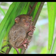 Dar viena unikali Bohol'o ir Filipinų įžymybė - mažiausia pasaulyje beždžionėlė tarsjeras (lietuviškas pavadinimas - ilgakulnis). Šie juokingi veikėjai, pagal kuriuos, sako, Spielbergas sumodeliavo savo „E.T. Ateivį“, dieną snaudžia apsikabinę medžio šaką, o naktį patraukia iš savo rezervato teritorijos ieškoti vabaliukų. Didžiulės akys praverčia tamsoje