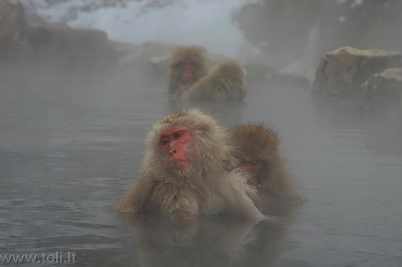 japonija037 Japonijos Alpės. Sniego makakos mėgaujasi natūraliu karštuoju baseinu