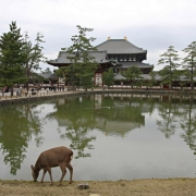 japonija033 Nara. Dievo pasiuntiniais laikomi elniai laisvai ganosi visame miesto centre