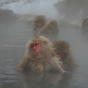Japonijos Alpės. Sniego makakos mėgaujasi natūraliu karštuoju baseinu