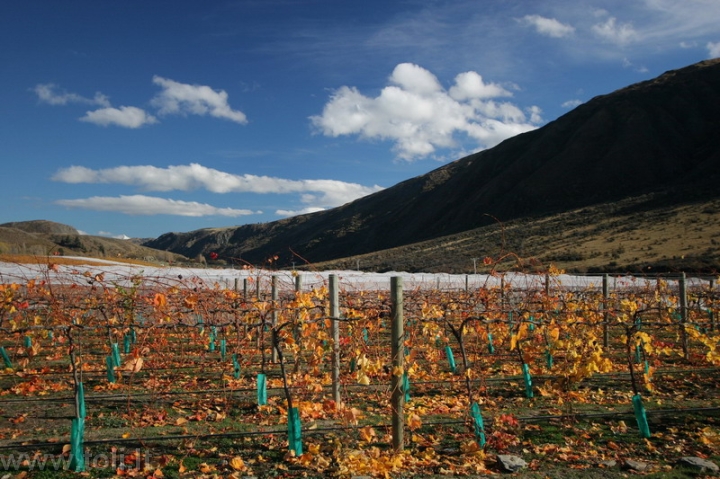 nz018 Pietinė sala. Rudens nuspalvinti Centrinio Otago vynuogynai