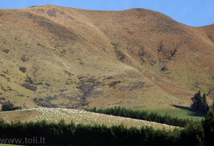 nz029 Sautlendo kalnų papėdėse ganosi avys