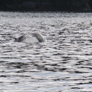 Žaismingi delfinai lydi laivą Milfordo fiorde