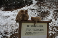 Sniego makakos, Japonija