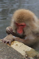 Sniego makakos karštojoje versmėje, Japonija
